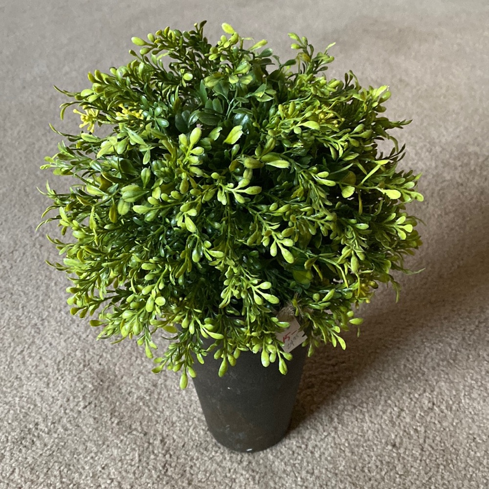Potted Greenery